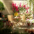8 biljaka za balkon koje mirišu odlično!