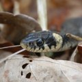 Ovo su zmije koje su digle uzbunu na Krku: Zabrinuti građanin snimio njihovo "čudno ponašanje"