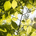 Iskoristite današnji sunčan dan Maksimalna temperatura dostići će i 21 stepen od sutra hladna jutra uz mraz