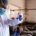 Počinje nabavka vakcina za suzbijanje klasične kuge svinja