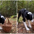 Pas je vredno skupljao kestene u šumi: Sve je bilo savršeno dok se nije okrenuo, video zasmejao milione