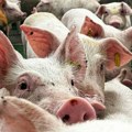 EU stručnjaci stigli u Barselonu zbog širenja afričke svinjske kuge