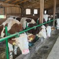 Proizvođači mleka se opet žale na smanjenje otkupnih cena