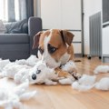 Šta vam pas zaista poručuje kada vas pogleda „krivim“ pogledom