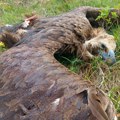 Trovanje crnog strvinara završeno uslovnom kaznom: Društvo za zaštitu i proučavanje ptica Srbije izražava zabrinutost