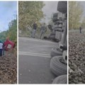 (Video) Prevrnuo se šleper pri usponu na Tiski most! Šećerna repa rasuta svuda po putu, saobraćaj potpuno obustavljen