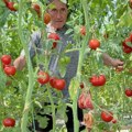 Skuplje od zlata Rodilo je ove godine "Bože sačuvaj", čeri paradajz bere uz pomoć merdevina (Foto)