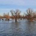 Ruža Helać apelovala da se spasu životinje na Krčedinskoj adi koje umiru u mukama