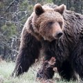 Nesvakidašnje lep prizor sa Golije- Medved jede trešnje (VIDEO)