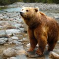 Medved usmrtio ženu u Sibiru