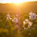 Do kad će biti „uključen“ crveni meteo-alarm?