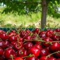 Žalite se na cenu trešanja u Srbiji? Ovde se prodaju za 20 evra po kilogramu