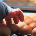 Od 1. juna kontrola hrane bez najave