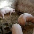 Miroljub Marjanović, Regionalni centar: Afrička kuga preti, eutanizirano već oko 30.000 svinja! Neophodne sve mere zaštite i u…