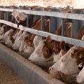 Farma u Melencima: Od mleka i stajnjaka do zelene energije