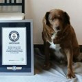 Ginisovi rekordi: Bobiju oduzeta titula najstarijeg psa na svetu
