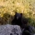 Vanredno stanje na severu Slovačke: Zbog učestalih napada medveda pojačane policiske ekipe na terenu