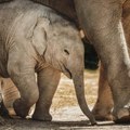Na Tajlandu rođeni retki slonovi blizanci: Treći par u svetu, dobili blagoslov budističkih monaha