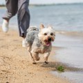 Pravila za pse na grčkim plažama - ovo sigurno niste znali: Pre nego što krenete na letovanje sa ljubimcem, obratite pažnju