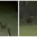 Sarajliju napao Medved! "Trčao je prema meni, počeo sam da bežim...