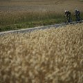 U Francuskoj prinos pšenice za trećinu veći nego 2024.