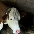 Čudo na farmi porodice Mladenović Krava Beba se telila, ali kad su vlasnici videli šta joj izlazi iz stomaka, umalo se…