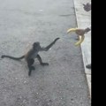Banana izazvala haos: Pogledajte kako su majmuni iznenadili prolaznike