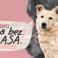 „Rasa bez glasa“: Nova platforma za udomljavanje i podršku psima bez doma