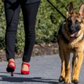 Amerika, Bela kuća i životinje: Bajdenov pas Komandant ponovo grize