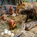 Ostali bez domaćih jaja pred Vaskrs - Ostojićima upala lisica u kokošinjac i zaklalal kokoške
