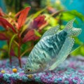 Ove akvarijumske ribice ne vole samoću