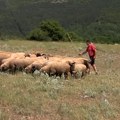 O očuvanju stočarstva u priči iz Malog Suvodola
