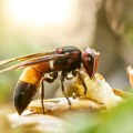 Nikada ne gazite azijskog stršljena: Stručnjaci upozoravaju zašto to može biti jako opasno!