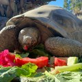 VIDEO: U zoo vrtu u San Dijegu uginula Baka - kornjača sa Galapagosa stara više od 140 godina