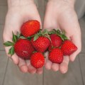Stigle su jagode: Ovaj detalj otkriva da li su domaće, a većina ih pogrešno pere