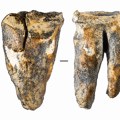 OTKRIĆE: Još su neandertalci izvodili stomatološke zahvate – primitivne