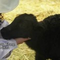 Кина успешно клонирала дивље јакове: Научници покушавају да спасу једну од најређих врста животиња на свету