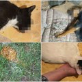 Masovno trovanje životinja u Svilajncu, policija i inspekcija umesto prikupljanja dokaza naložili uklanjanje leševa, time…