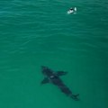 Morska neman snimljena u vodi na par metara od kupača! Neviđena drama na plaži, fotograf vrištao sa obale, pogledajte…