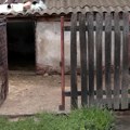 Kada će stočari u Provu ponovo moći da gaje svinje posle afričke kuge?