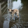Fotografije koje slamaju srce: Izgubljene životinje u poplavama u Sloveniji