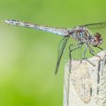 "CIKLONIZCIJA":Tretmani protiv komaraca počinju u nedelju