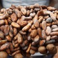 Gorak ukus čokolade – više od milion i po dece na plantažama kakaoa u Africi