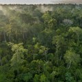 Krčenje šuma u Amazoniji drastično opalo: Stručnjaci otkrili novi problem