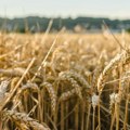 Poljoprivrednici Srbije: Žetva pšenice počinje ranije, troškovi će nadmašiti prihode