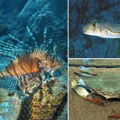 Riba lav, naduvača i plavi rak: Sve više invazivnih vrsta u Jadranu, mnoge imaju otrovne bodlje i mogu da uzrokuju paralizu i…