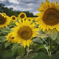 Saveti Poljoprivredne stručne službe Zrenjanin: Suncokret je odolevao visokim temperaturama Poljoprivredna stručna služba…