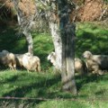 Zbog rizika od stočne bolesti Kosovo zabranilo uvoz ovaca i koza iz S.Makedonije