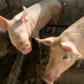 Ivanjac: Tri žarišta afričke kuge svinja u Srbiji, odmah obavestiti veterinara