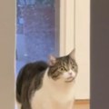 Ova faca se ne zaboravlja Pogledajte šta je zbunilo ovu mačku - ljudi na mrežama plaču od smeha